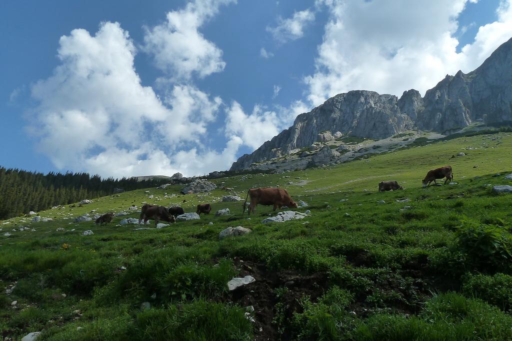 Ranger Chalet Moeciu De Sus Oda fotoğraf